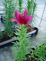 [1712 Faramundo Mak No02.JPG]